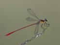 Heteragrion erythrogastrum (Red and Black Flatwing)-3.jpg